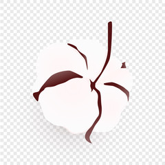 Isolated cotton plant on transparent