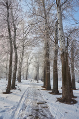 Beautiful trees in white frost