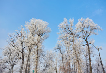 Beautiful trees in white frost