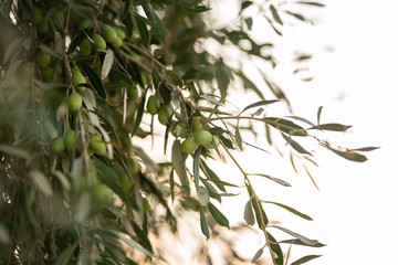 Detail of olive tree branch