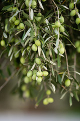 Detail of olive tree branch