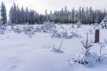 Winter forest in the High Tatra Mountains. Poland.