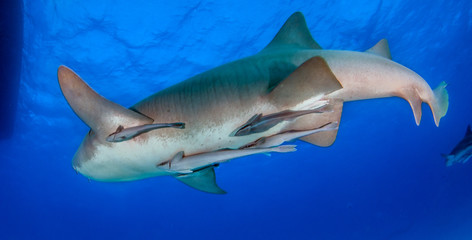 Nurse shark at the Bahamas