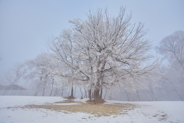 Beautiful trees in white frost