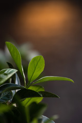 Closeup nature view of green leaves on blurred background