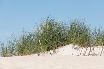 There are grasses growing on the dunes