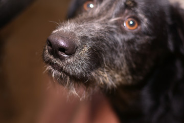 beautiful dog nose close up