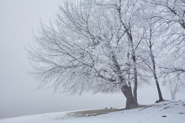 Beautiful trees in white frost