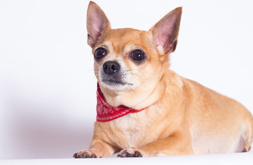 fat dog Chihuahua breed on a white background