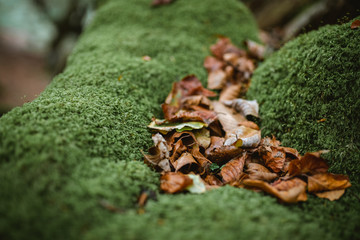 Brown leaves on top of moss