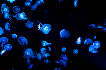 Group of blue jellyfish