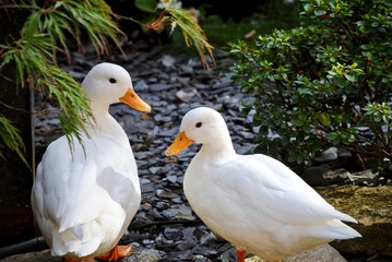 ducks in a row