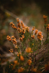 Autumn flowers close up background