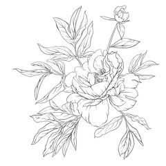 Peony flower. Element for design. Outline hand drawing vector illustration. In botanical style Isolated on white background..