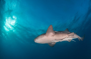 Obraz na płótnie Canvas Nurse shark at the Bahamas