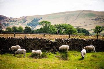 Obraz premium Sheeps in Peak District