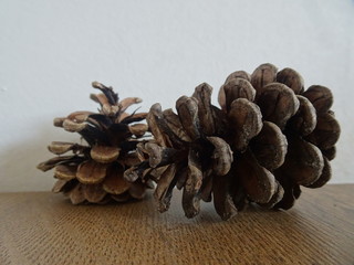 Pine cone on its side with one behind 