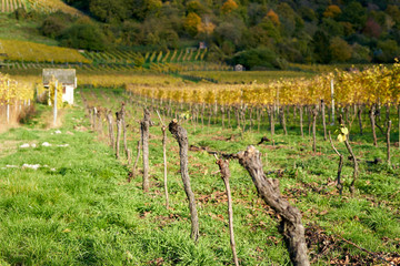 Herbstlich bunte Weinberge im Sonnenlicht im Herbst