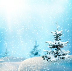 Christmas fir tree branches on blurred blue background. Christmas and Winter snow background. landscape with fir trees forest and snowing.