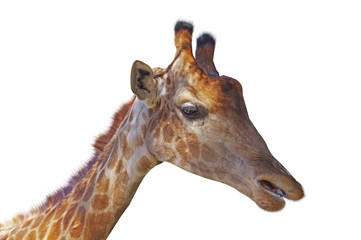 Naklejka premium Giraffe head face isolated on white