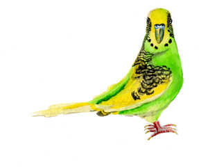 Bright yellow-green parrot isolated on a white background. Watercolor illustration for calendars and cards.