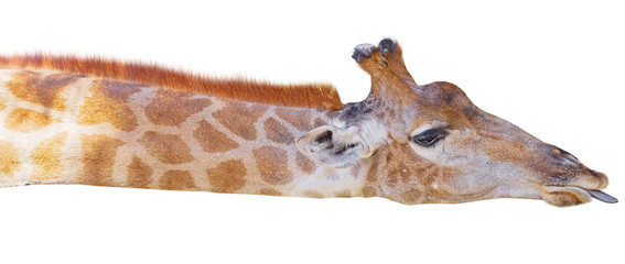 Giraffe head face isolated on white