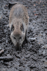 Wildschwein