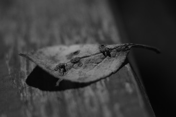  leaf macro