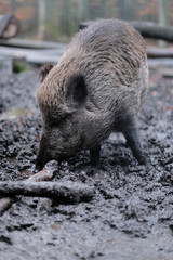 Wildschwein