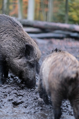 Wildschwein