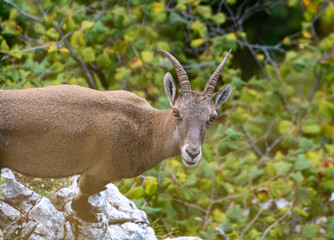 Steinbockgeiß steht auf einem Felsen und blickt nach oben, dahinter sieht man Büsche