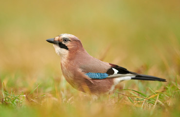 Eurasian jay (Garrulus glandarius) close up