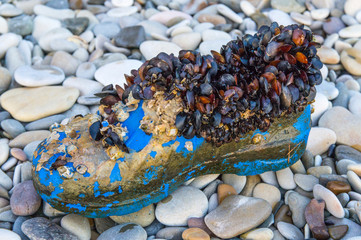 galosh captured by a colony of malyusks, directly caught from the sea.