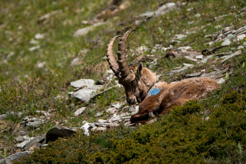 Male Bouquetin des Alpes (Ibex) se reposant