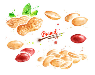 Watercolor illustration set of peanuts