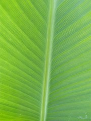 canna leaf green texture