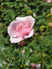  Background texture. Pink hybrid rose flower. Summer bloom