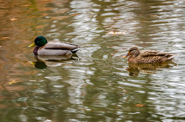 Mallard Ducks At Cannon Hill Park