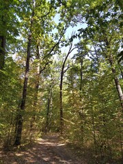 Fototapeta premium Panorama of the autumn forest. Road trip