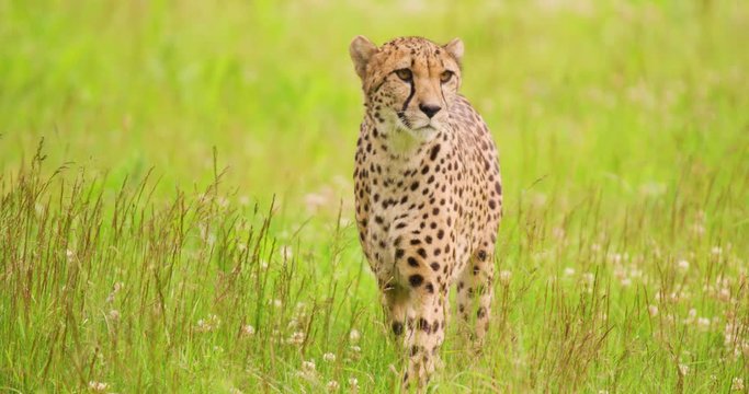 Alert cheetah walking on grassy field in forest