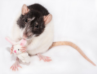 rat, animal, cute,pet, rodent, mouse