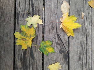  Background texture of old wooden boards with fallen autumn maple leaves