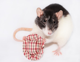 rat, animal, cute,pet, rodent, mouse
