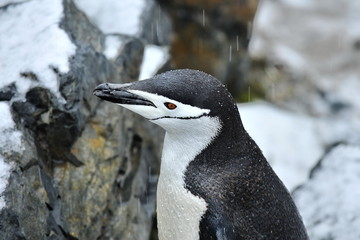 Penguins in the snow in Antarctica.