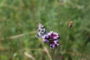 Schmetterling Schachbrettfalter auf einer Blüte des Wilden Majorans, Melanargia galathea