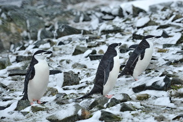 Penguins in the snow in Antarctica.