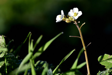 Fototapeta premium Small white flowers among the grass with dewdrops