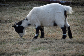 Obraz premium Mountain Goat