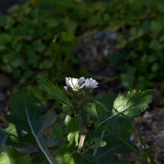 Small white flowers among the grass with dewdrops