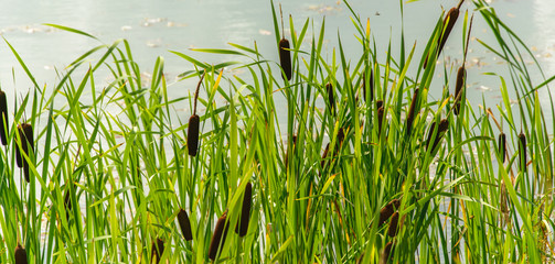 Fototapeta premium Typha growing in the pond on summer sunny day